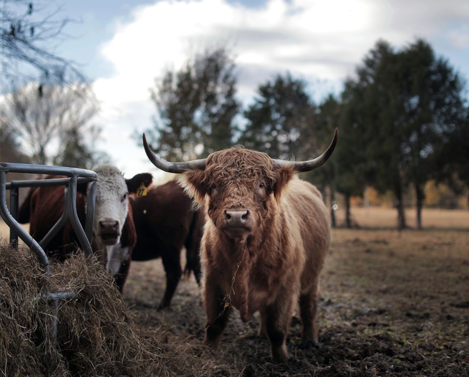 <strong>Livestock such as Highland bull Shaggy (in a 2019 file photo) can emit methane through digestion.</strong>&nbsp;(Patrick Lantrip/The Daily Memphian file)