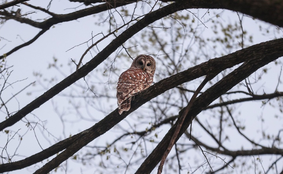 <strong>A barred owl sits on a branch on Autumn Avenue near Overton Park right before sunset March 4, 2023.</strong> (Patrick Lantrip/Daily Memphian)