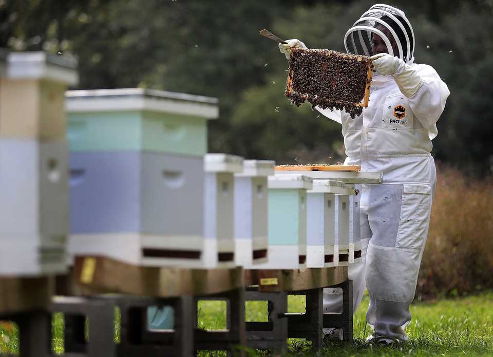<strong>A beekeeper checks the health of a hive during the honey harvest by Thistle &amp; Bee clients and volunteers at St. Columba Episcopal Conference Center in Bartlett. Thistle &amp; Bee is a local nonprofit that assists victims of sex trafficking and prostitution by training them to be beekeepers.</strong> (Jim Weber/Daily Memphian)