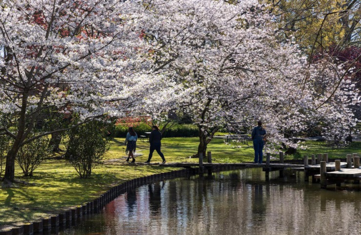 Memphis Botanic Garden will host its annual Cherry Blossom Picnic on March 18. (Courtesy Memphis Botanic Garden)