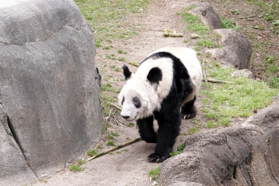 <strong>With giant panda Ya Ya leaving the Memphis Zoo,&nbsp;the space she and Le Le occupied could also be used to highlight any of the zoo&rsquo;s species native to Asia.</strong> (Karen Pulfer Focht/AP file)