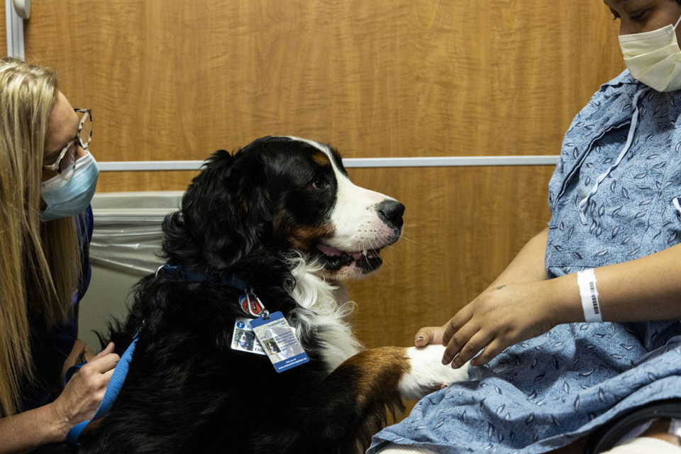 <strong>Erica McClinton, right, shakes hands with Otis Chatham, a two-year-old Bernese Mountain Dog, while recovering from a car accident at Regional One Health. Otis is specially trained to help patients undergoing physical therapy at Regional One Health and other hospitals.</strong> (Brad Vest/Special to The Daily Memphian)