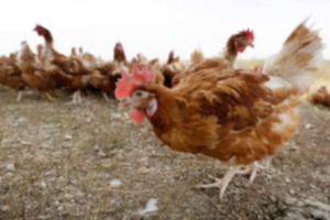 <strong>Ninety chickens are living in a Memphis Animal Services conference room after a police raid at a home believed to be part of an illegal cockfighting ring.&nbsp;</strong>(Charlie Neibergall/AP file)