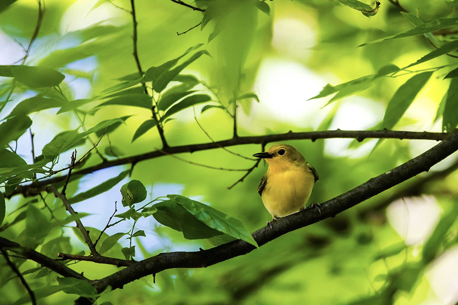 <strong>Some of the first migratory birds showed up in the Memphis area the first week of April, including the prothonotary warbler, which stays all summer to breed.</strong> (Courtesy Melissa McMasters)