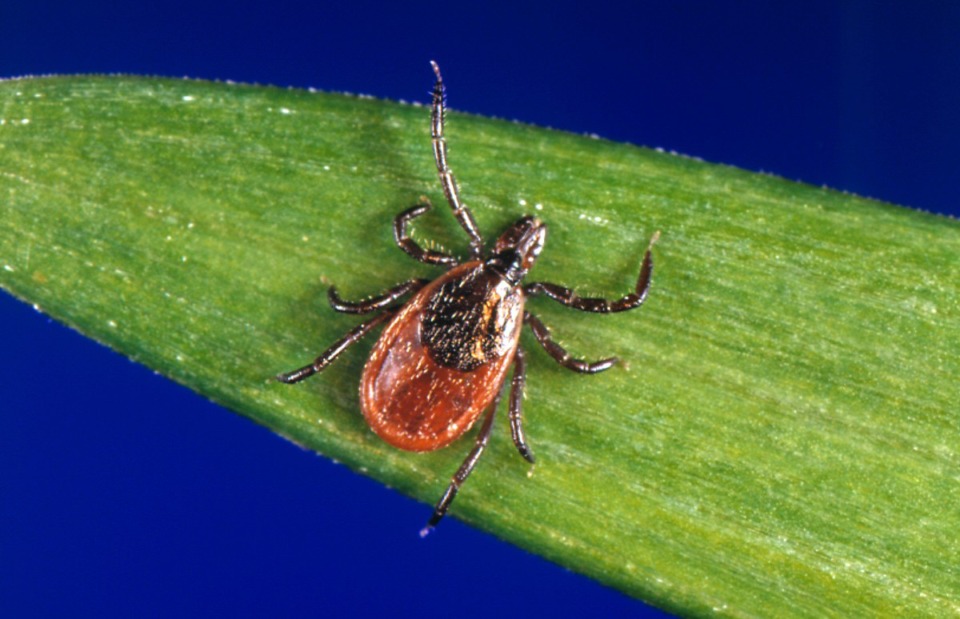 <strong>Lyme disease is caused by a bacterium called borrelia burgdorferi, which is transmitted to humans through the bite of infected black-legged ticks.&nbsp;</strong>(CDC via AP, File)