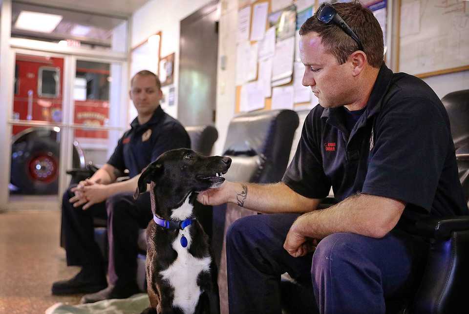 <strong>Cody Jenne and Will Meskenas of Fire Station 20 in Longview Heights were among the first firefighters to participate in a new partnership with Memphis Animal Services that temporarily places dogs like Juice, a two-year-old lab mix, in area fire stations until they can find a forever home.</strong> (Patrick Lantrip/Daily Memphian)