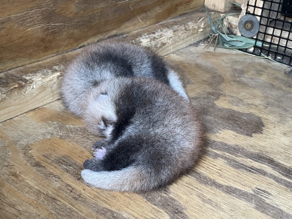 <strong>The Memphis Zoo has two new red panda cubs.</strong> (Courtesy Memphis Zoo)