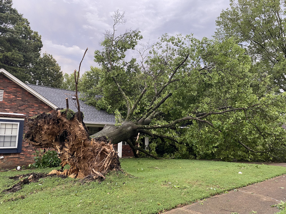 <strong>Fallen tree at 3038 Elmore Park Road on Sunday, June 25.</strong> (Michael Waddell/Special to The Daily Memphian)