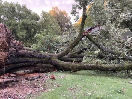 <strong>An oak tree fell on a home in the Cordova area during Sunday night&rsquo;s storms, during which wind gusted to more than 75 miles per hour. Residents said the tree was more than 200 years old.</strong>&nbsp;(Courtesy Michael Norris)
