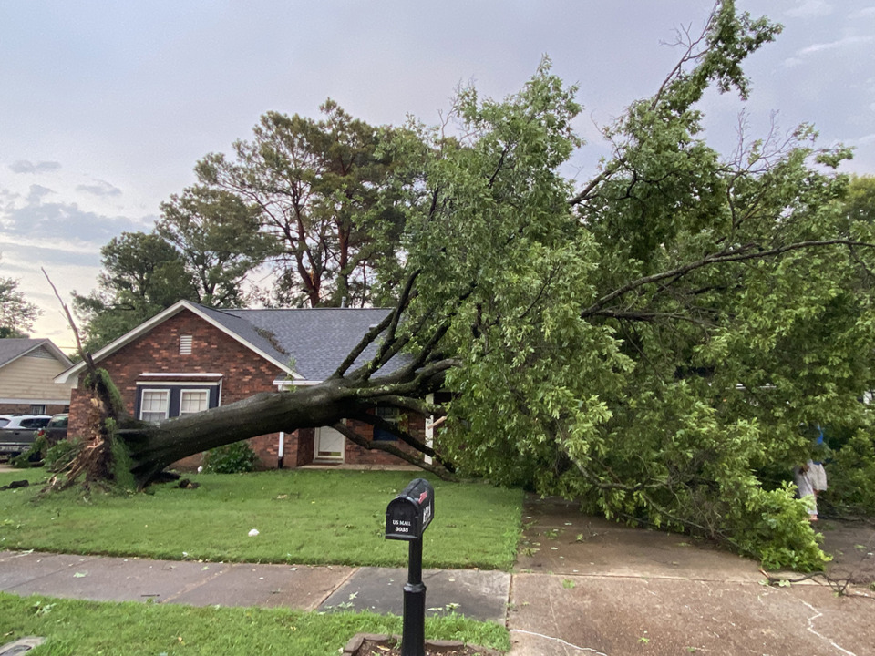 <strong>Fallen tree at 3038 Elmore Park Road in Bartlett on Sunday, June 25.</strong> (Michael Waddell/Special to The Daily Memphian)