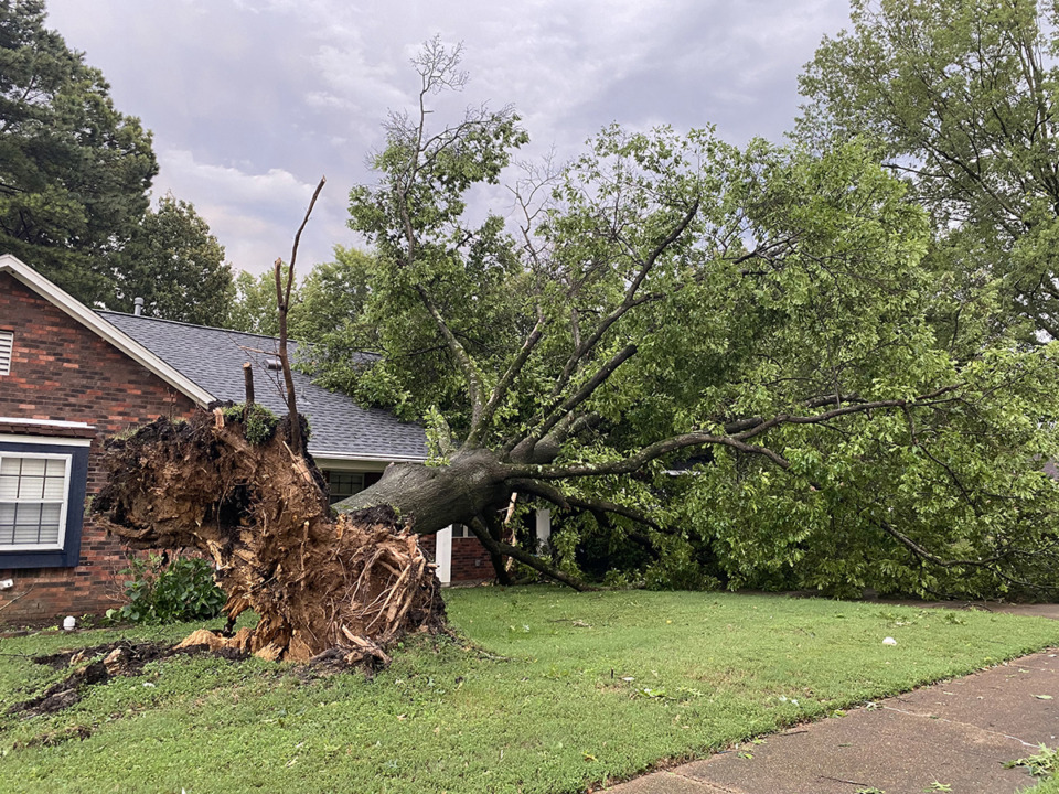 <strong>A tree fell at 3038 Elmore Park Road in Bartlett Sunday, June 25.&nbsp;</strong>(Michael Waddell/Special to The Daily Memphian)