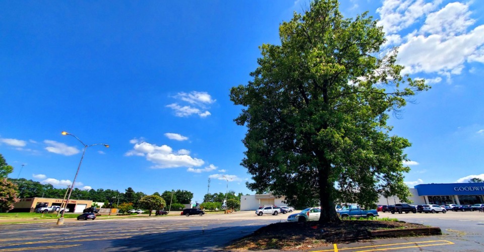 <strong>Southaven city officials plan to put the first of several historic markers at an oak tree that today sits on property occupied by Big Lots at 875 Main.</strong> (Toni Lepeska/Special to The Daily Memphian)