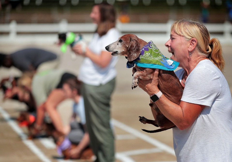 <strong>&ldquo;The Running of the Weenies&rdquo; is a fundraiser for the Germantown Animal Shelter and takes place Saturday, Sept. 9 at 11:30 a.m. at the 50th annual Germantown Festival. Corinne Dennis tries to motivate her weenie dog Obe at the starting line before the second heat of the weenie dog races in 2019.</strong> (Jim Weber/The Daily Memphian file)