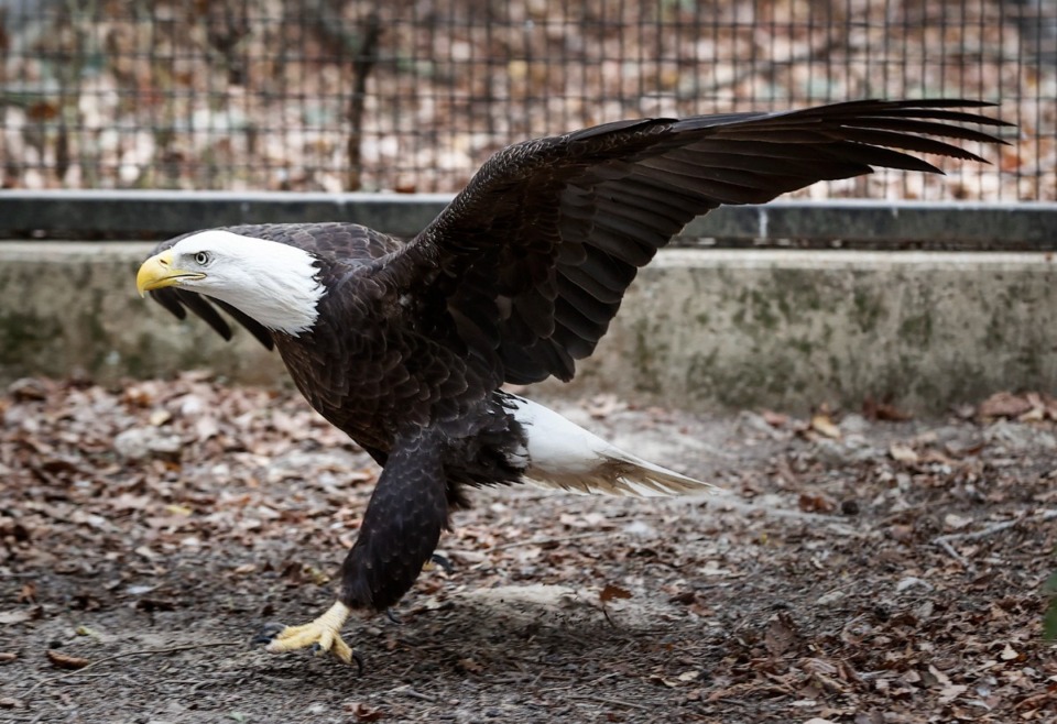 <strong>Bald eagles are thriving in the Memphis area due to Martha and Jim Waldron&rsquo;s efforts 40 years ago to band and renest fledglings in a secret cypress at Reelfoot Lake. This bald eagle is rehabilitating at the Mid-South Raptor Center.</strong> (Mark Weber/The Daily Memphian)
