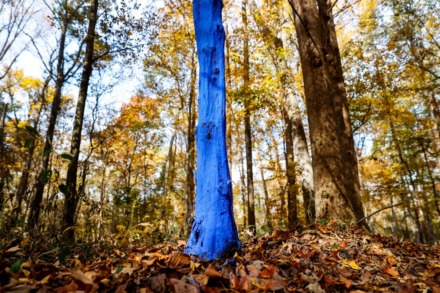 <strong>Konstantin&nbsp;Dimopoulos, the artist of this worldwide project, created it to bring awareness about deforestation and the significance trees have to all people.&nbsp;</strong> (Mark Weber/The Daily Memphian)