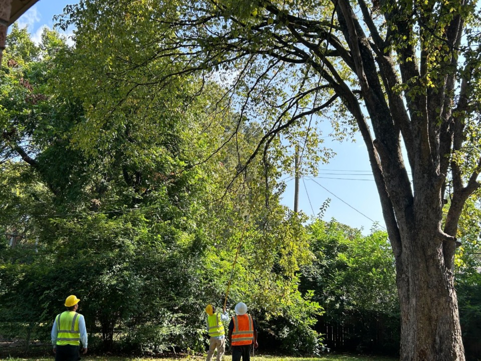 <strong>Some Memphians are welcoming the infrastructure investments and MLGW&rsquo;s progress on its&nbsp;most glaring issues, such as long-overdue tree trimming.</strong> (The Daily Memphian file)