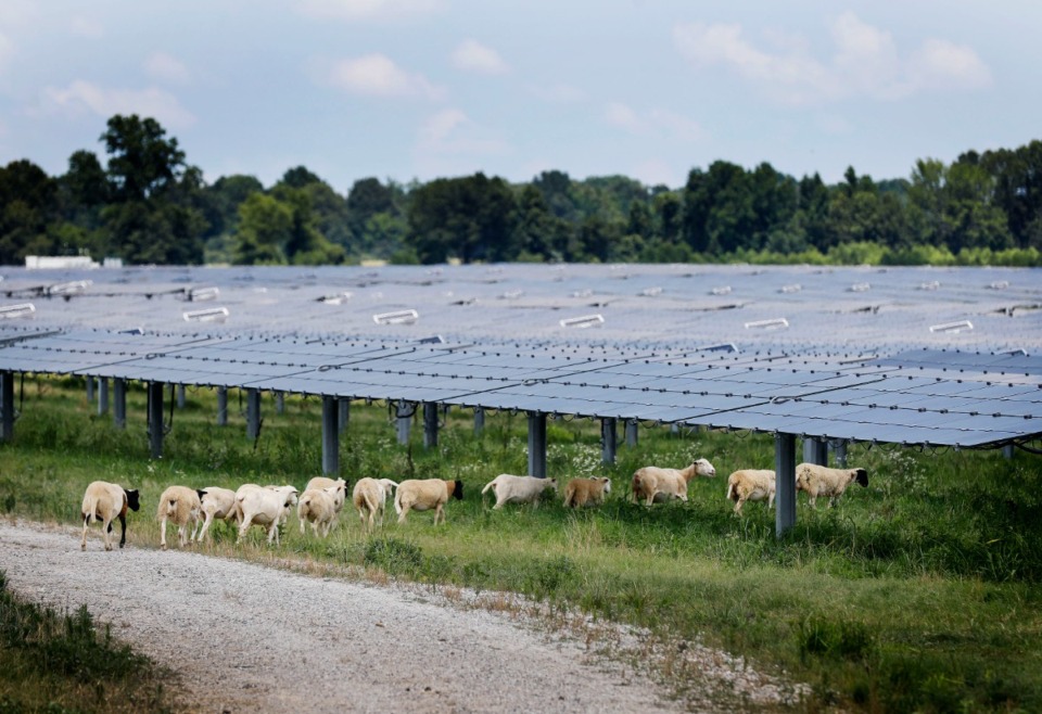 <strong>A ban on solar farms in Shelby County will last until May to give the County Commission time to consider changes to its rules, including distinctions for different sized projects.</strong> (Mark Weber/The Daily Memphian file)