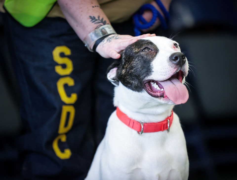 <strong>Melissa Mackey pets Alfalfa, a rescue dog who has been paired with women in the Shelby County Department of Corrections to receive training and become more adoptable.</strong> (Patrick Lantrip/The Daily Memphian)