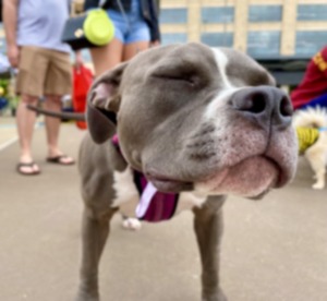 <strong>Crosstown Concourse will host Puppypalooza on Saturday, April 13.</strong> (Courtesy Crosstown Arts)