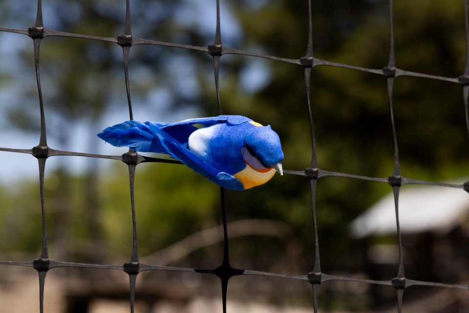 <strong>An Eastern Bluebird makes an appearance Saturday, April 13, 2024 at the third annual Bluebird Nature Fest and Crawfish Boil at Bobby Lanier Farm Park in Germantown.</strong> (Brad Vest/Special toThe Daily Memphian)