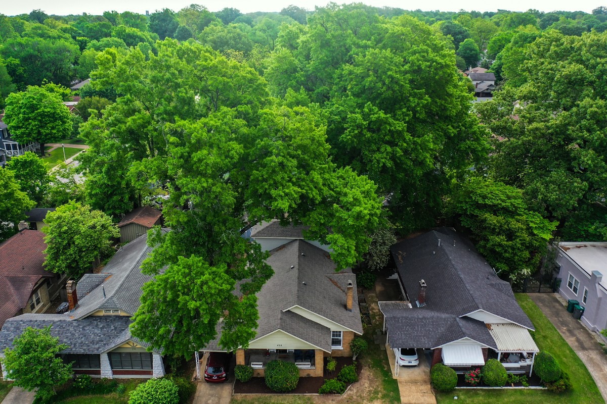 Keep the power on or keep it green? The paradox of tree trimming