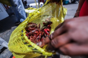 <strong>Gary Miller opens a bag of live crawfish at the Overton Square Crawfish Festival April 27.</strong> (Patrick Lantrip/The Daily Memphian)