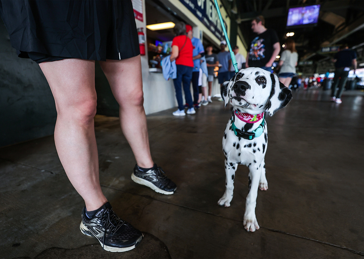 <strong>Brie the Dalmatian looks to her mom for treats during Bark in the Park at AutoZone Park April 27.</strong> (Patrick Lantrip/The Daily Memphian)