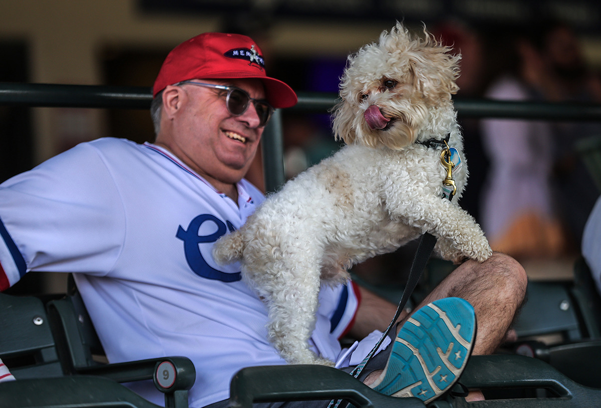 <strong>Taco the dog gets a good view of the action during Bark in the Park at AutoZone Park April 27.</strong> (Patrick Lantrip/The Daily Memphian)