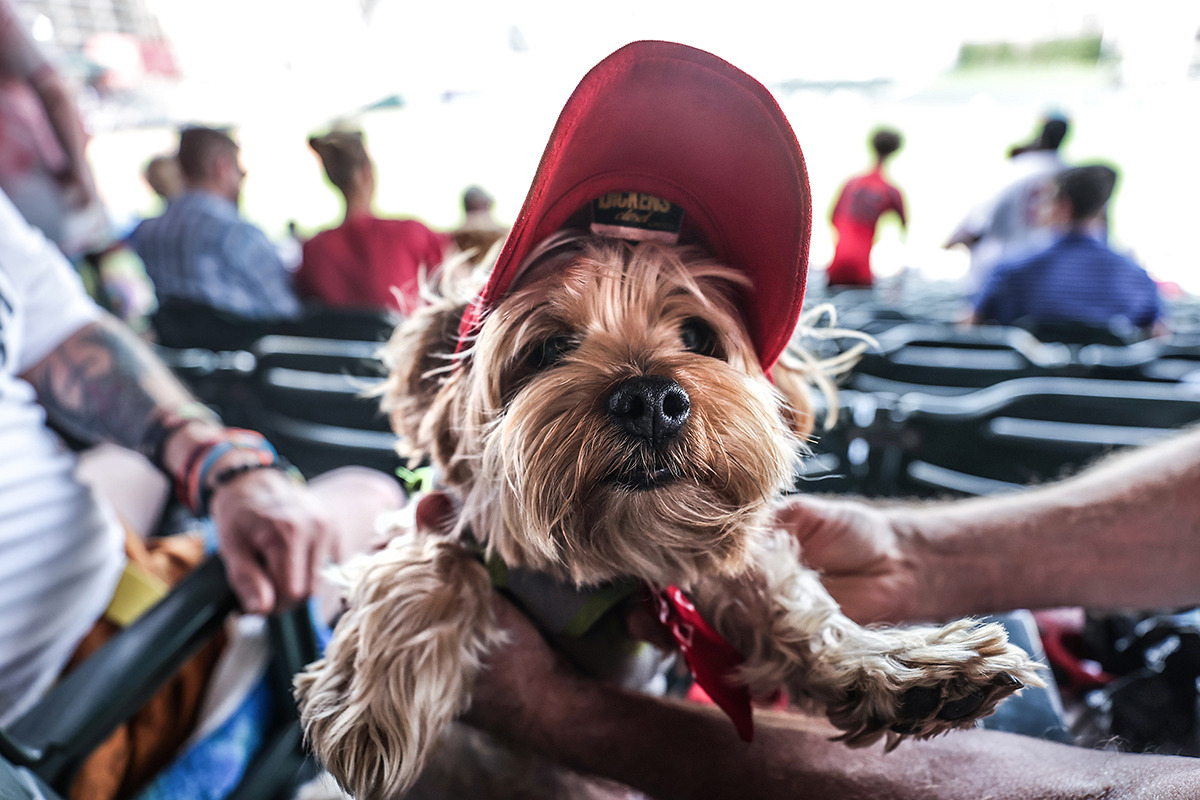 <strong>BB King celebrates his 9th birthday during Bark in the Park at AutoZone Park April 27.</strong> (Patrick Lantrip/The Daily Memphian)