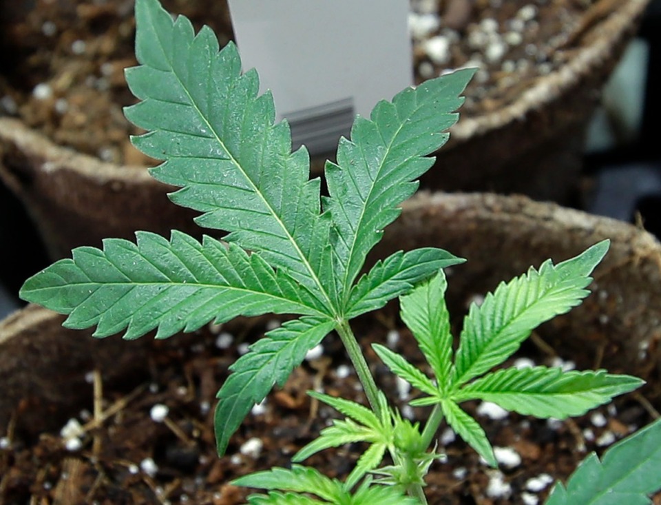 <strong>Newly transplanted cannabis cuttings grow in pots at Sira Naturals medical marijuana cultivation facility on July 12, 2018, in Milford, Mass.</strong> (Steven Senne/AP File)