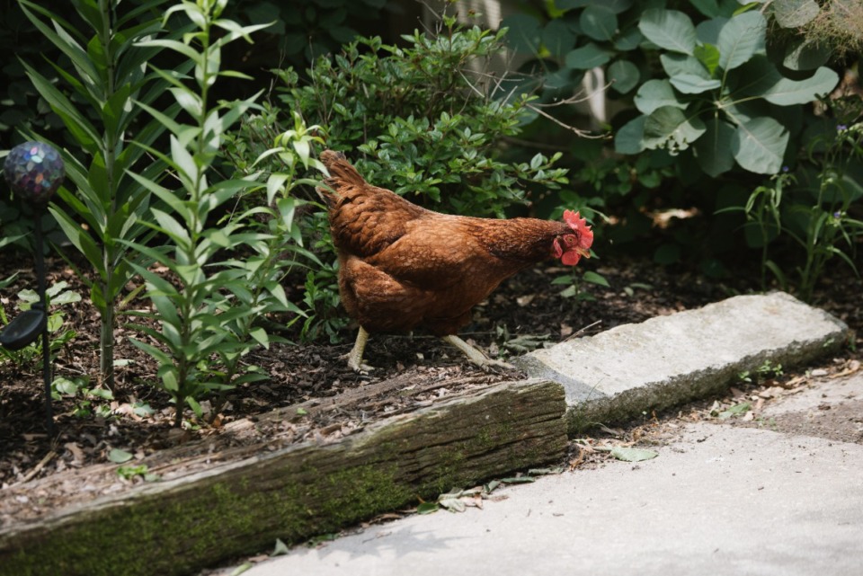 <strong>Chicken illustrations marked the 2022 Cooper-Young Garden Walk map to tell people where there were chicken coops in people's gardens. This chicken belongs to Heidi Ho.</strong> (Lucy Garrett/Special to the Daily Memphian)