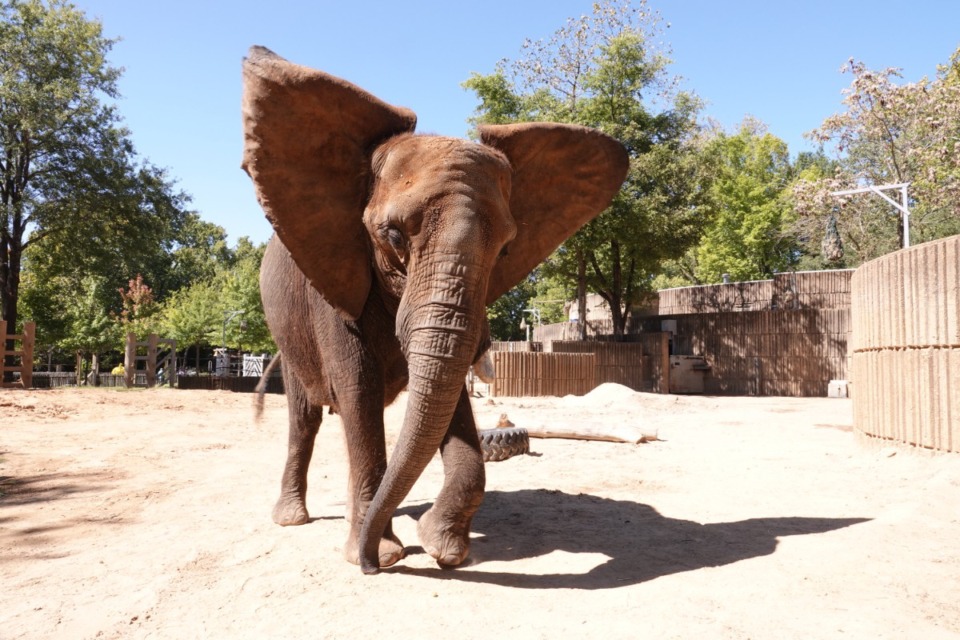 <strong>The zoo hopes to improve the African elephants&rsquo; and giraffes&rsquo; habitats; a preliminary case statement for the 20-year plan called the existing facilities&nbsp;&ldquo;dated&rdquo; and said that the exhibit doesn&rsquo;t have enough space for new and improved levels of animal care.&nbsp;</strong> (Karen Pulfer Focht/Special To the Daily Memphian file)