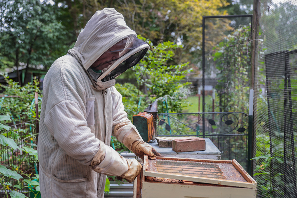 <strong>Stuart Hooser checks on the beehives of his friend Reni Erskine in her Germantown backyard Aug. 7.</strong> (Patrick Lantrip/The Daily Memphian)