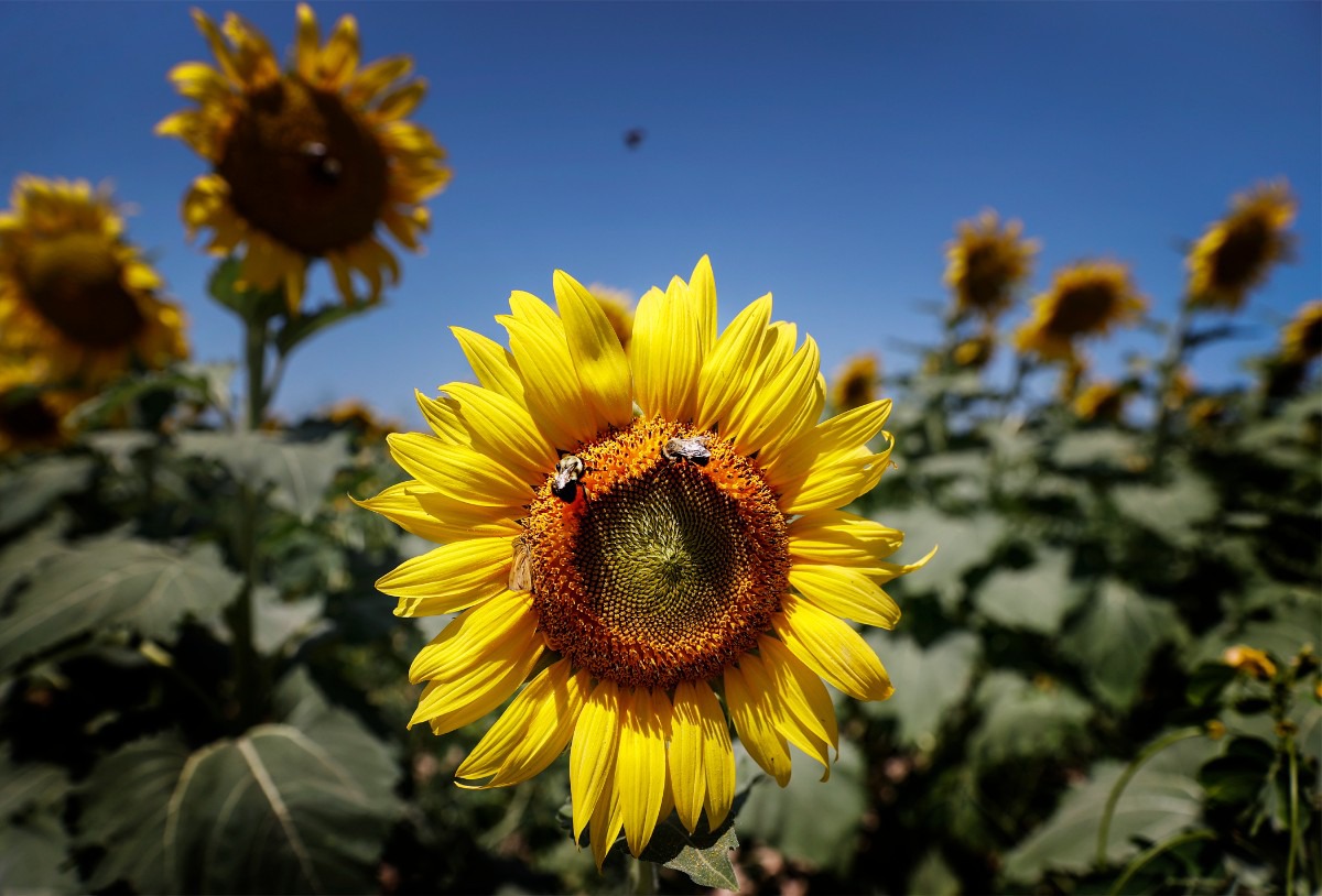 Where Locals Can Take Pics In Sunflower Fields In Memphis Memphis Local Sports Business 4626