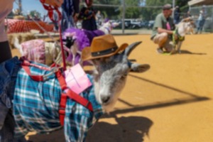 <strong>Goats participate in pageant at International Goat Days Festival on Saturday, Sept. 7, 2024.</strong> (Ziggy Mack/Special to The Daily Memphian)