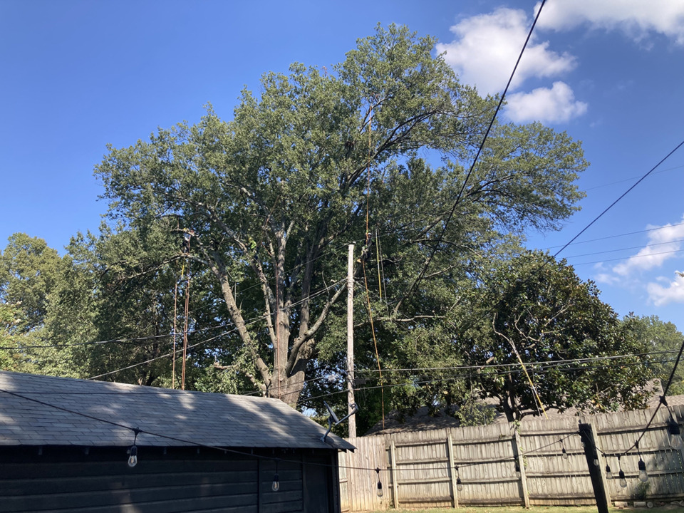 <strong>Memphis Light, Gas and Water tree-trimming crews at work in East Memphis Sept. 25, 2023.&nbsp;MLGW CEO Doug McGowen attributed this year&rsquo;s outage reduction to fewer storms and the accelerated tree-trimming schedule.</strong> (David Boyd/The Daily Memphian file)&nbsp;