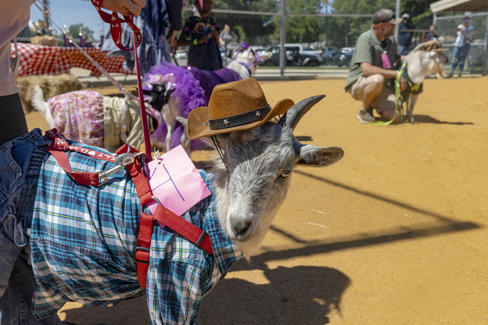 <strong>Goats participate in pageant at Millington Goat Days Festival on Saturday, Sept. 7, 2024.</strong> (Ziggy Mack/Special to The Daily Memphian)