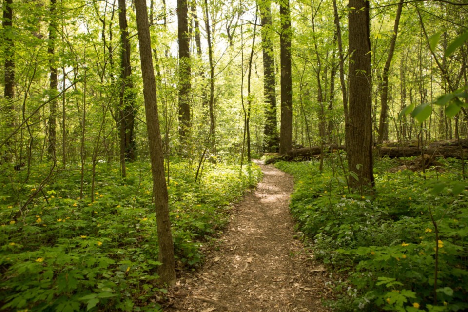 <strong>The Old Forest at Overton Park is part of the more than 5,600 acres of land in the Memphis Parks system, which also includes trails, playgrounds, golf courses and other facilities.</strong> (The Daily Memphian file)