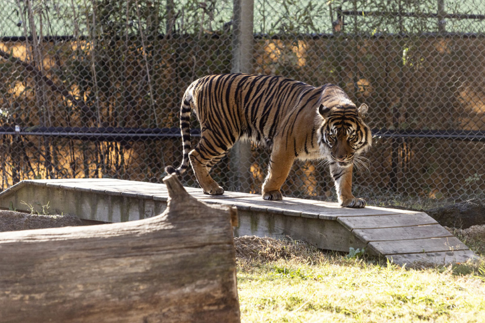 <strong>Gusti prowls around the zoo enclosure during a goodbye party for him, one of the Memphis Zoo&rsquo;s two male Sumatran tigers. The Memphis Zoo is sending two of its male Sumatran tigers another zoo.</strong> (Brad Vest/Special to The Daily Memphian)