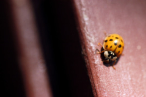 <strong>Clusters of ladybugs, or ladybeetles, flocked to Memphis and the Mid-South seeking warmer temperatures.</strong> (The Journal of New Ulm/AP Photo file)