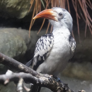 Pilar, an African red-billed hornbill, is experiencing a sudden burst of fame, thanks to her squeaks and squawks being featured in the movie &ldquo;Mufasa: The Lion King.&rdquo; (Submitted)