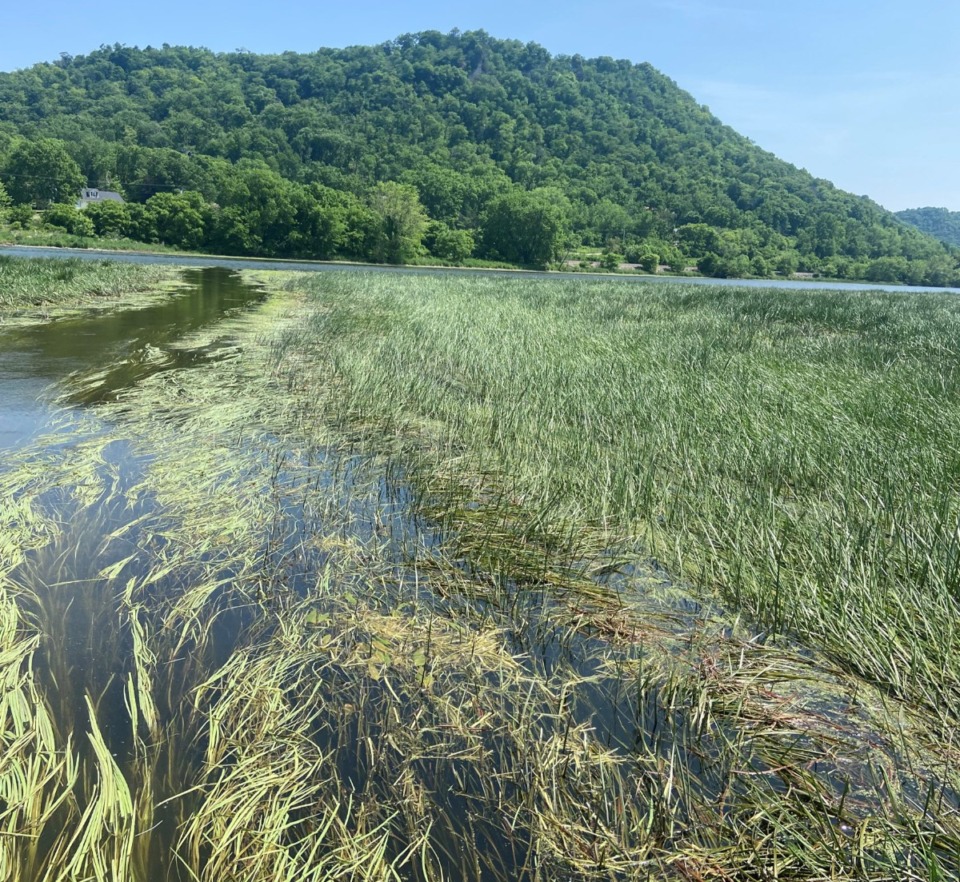 <strong>Wild rice is pictured in the floating-leaf stage on the upper Mississippi River in June 2023. The floating-leaf stage occurs before the plant matures.</strong> (Courtesy Alicia Carhart, Wisconsin DNR)