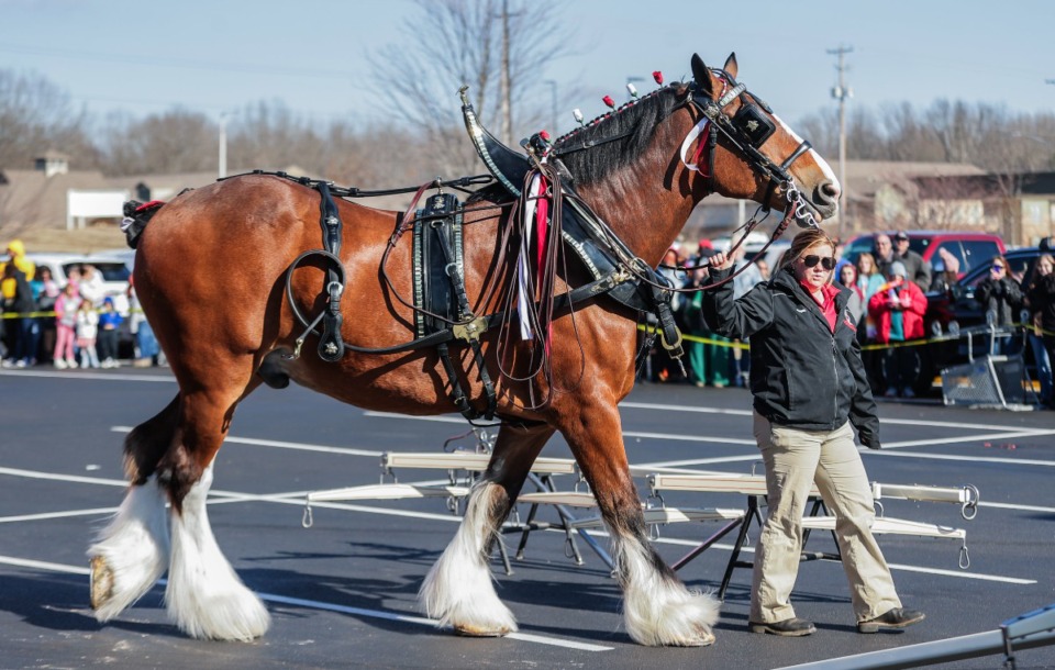 <strong>Trainers bring out one of the famous Budweiser Clydesdale horses to an awaiting audience in Arlington Jan. 8, 2025.</strong> (Patrick Lantrip/The Daily Memphian)