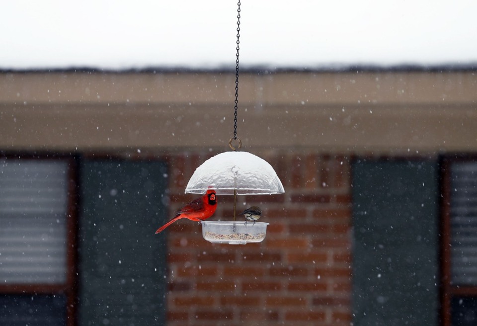 <strong>A cardinal eats from a covered bird feeder in Midtown Memphis in February of 2021.&nbsp;This is also your clue to 1 Down.</strong> (Patrick Lantrip/The Daily Memphian)