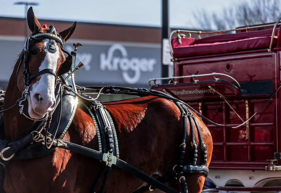 <strong>One of the famous Budweiser Clydesdale horses gets hitched to a wagon during a stop at the Kroger in Arlington Jan. 8, 2025.</strong> (Patrick Lantrip/The Daily Memphian)