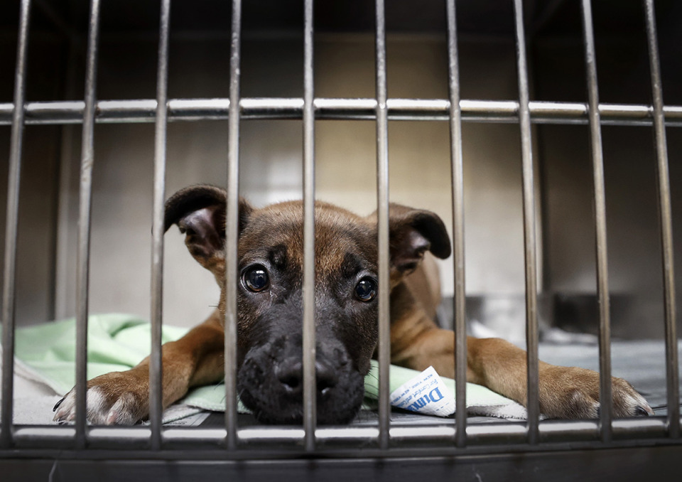 <strong>Asbury is one of hundreds of dogs and cats available for adoption or foster at Memphis Animal Services.</strong> (Mark Weber/The Daily Memphian)