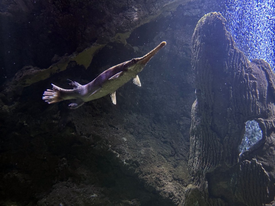 <strong>A gar, a fish native to the Mississippi River, swims in an aquarium at the Tunica Riverpark and Museum in Tunica, Mississippi, on Feb, 7, 2025. A proposed restoration project seeks to support the habitat of the alligator gar, a natural predator for invasive carp.</strong><br />(Karen Pulfer Focht/The Tennessee Lookout)