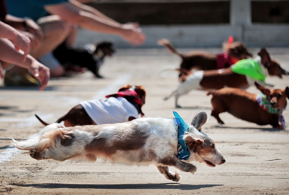 <strong>Toby Coulston has a slow start but makes up the distance to win the first heat of the weenie dog races during the 48th Germantown Festival on Sept. 7, 2019, at Morgan Woods Park.&nbsp;The annual event features rides, food trucks, over 350 craft booths and the fan favorite Running of the Weenies dog races.</strong>(Jim Weber/Daily Memphian)