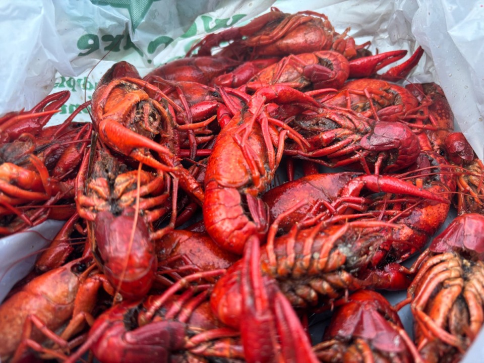 <strong>Memphis Crawfish Company&rsquo;s boil is intensely seasoned and, more importantly, they let the crawfish soak long enough to taste it.&nbsp;</strong>(Joshua Carlucci/Special to The Daily Memphian)