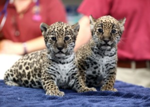 <strong>The Memphis Zoo introduced two sister jaguar cubs during a gender-reveal neonatal exam Thursday, Oct. 10. The cubs, born to mom Philomena and dad Diego on Sept. 4, are the zoo&rsquo;s first newborn jaguars in more than 25 years.&nbsp;</strong>(Karen Pulfer Focht/Special to the Daily Memphian)
